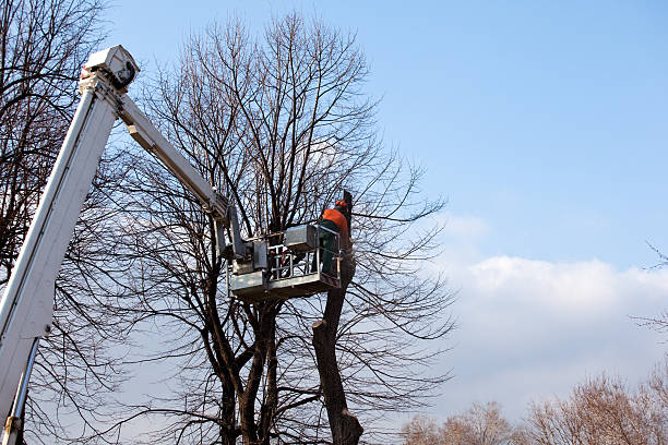 How Our Tree Care Process Works  in  Zephyrhills West, FL